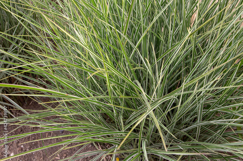 Miscanthus sinensis variegatus multicolored leaves