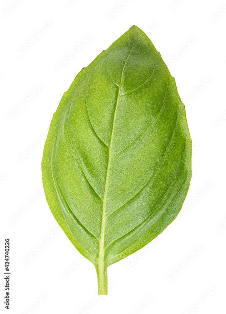 Obraz premium Fresh basil isolated on white background