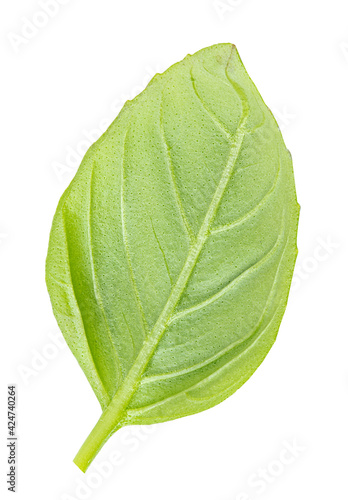  Fresh basil isolated on white background