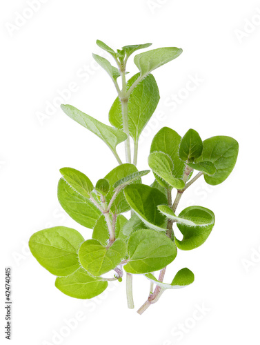  Fresh herb isolated on white background