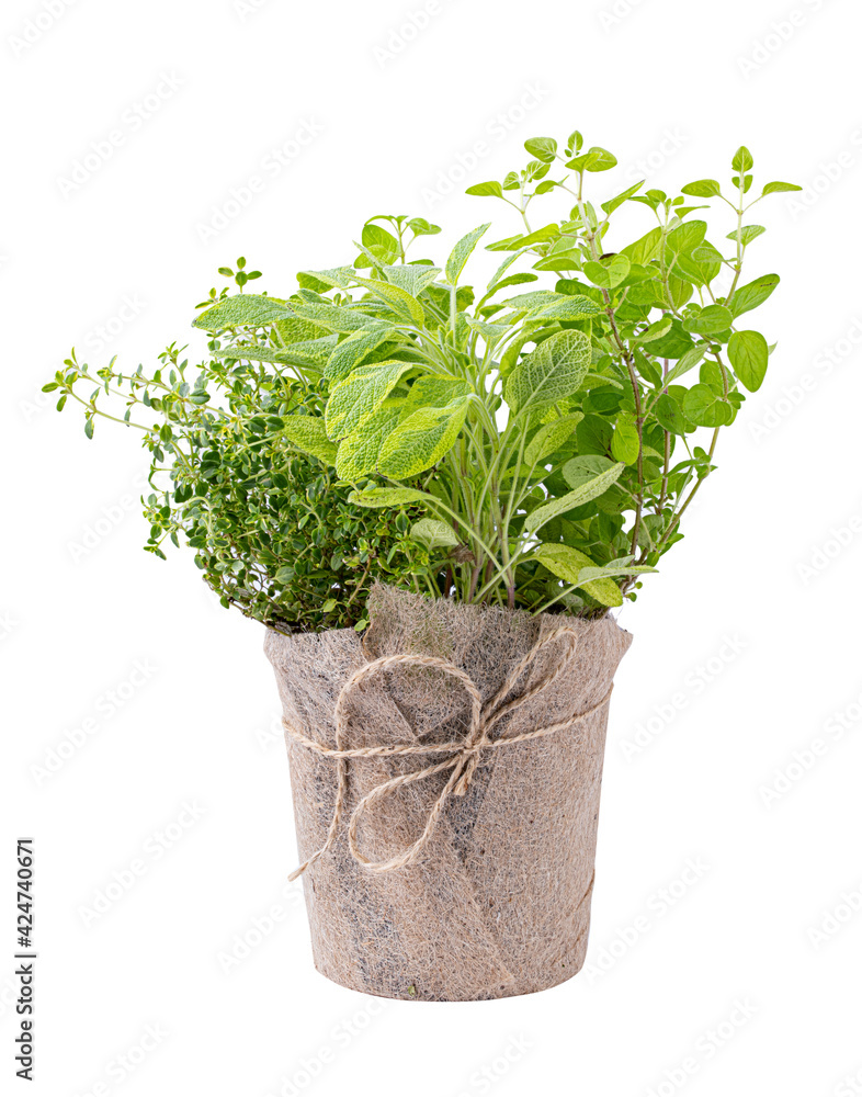 Naklejka premium Flowerpot with herbs isolated on white background