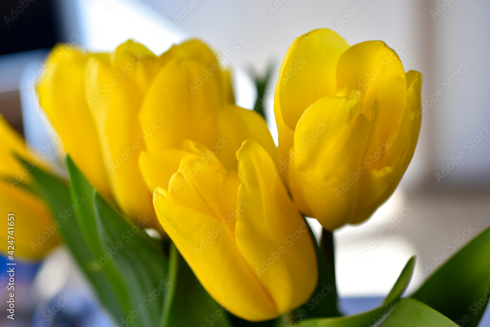 Fototapeta premium Yellow tulip flowers close-up in the office