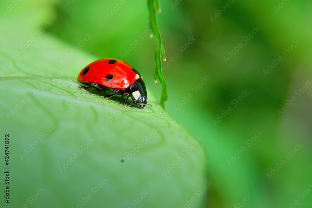 Naklejka premium ladybug on leaf revealing nature and insect world. biological pesticide that controls pests.
