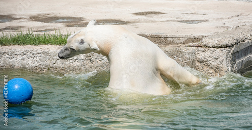  Happy polar bear swims