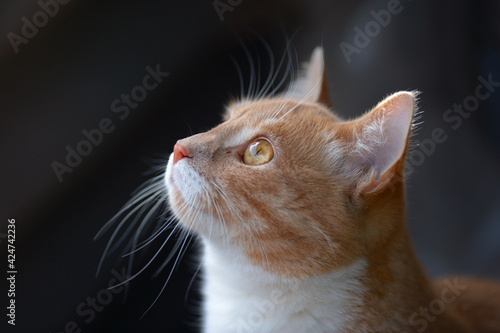 Beautiful portrait of a ginger cat photo