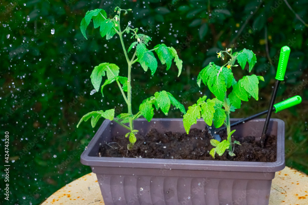 Water drops that irrigate tomato seedlings Water drops that irrigate tomato seedlings