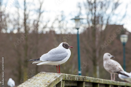 Standing Black headed gull in the city photo