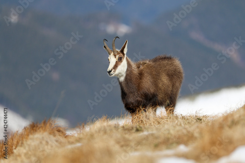 Rupicapra rupicapra tatrica -Chamois at winter in Tatras