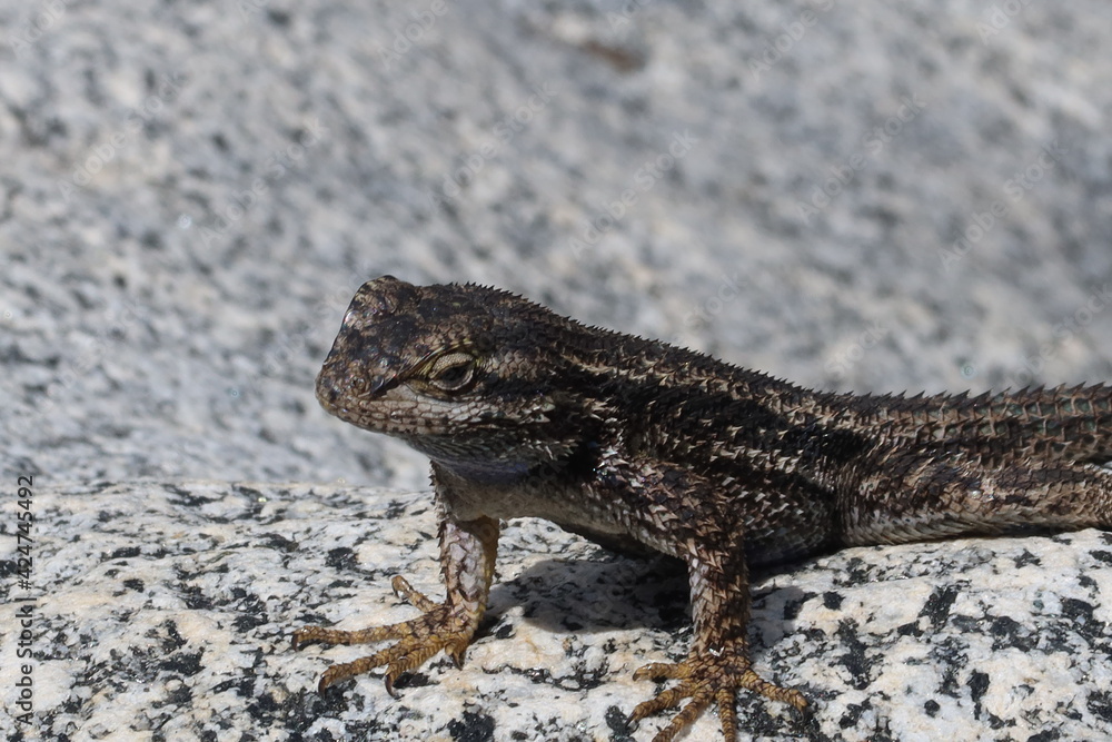 Lizard Close Up Sitting on Rock Sunning and Thermo-regulating Lizard Close Up Sitting on Rock Sunning and Thermo-regulating