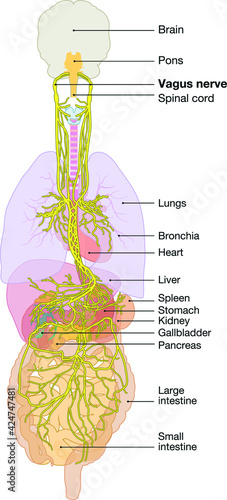 Brain with activated vagus nerve, medically vector Illustration