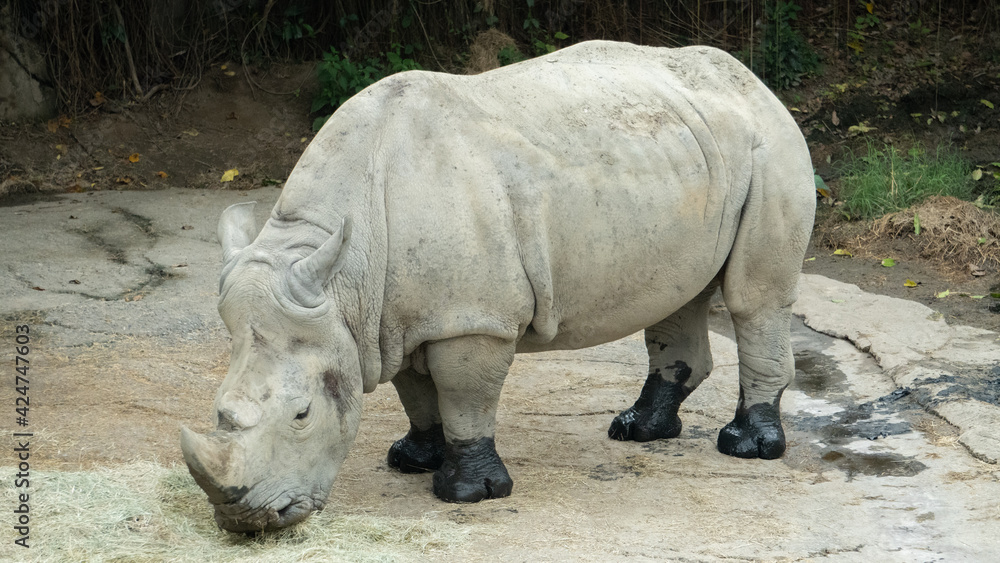 This huge white rhino is eating hay This huge white rhino is eating hay