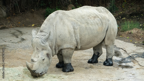 This huge white rhino is eating hay