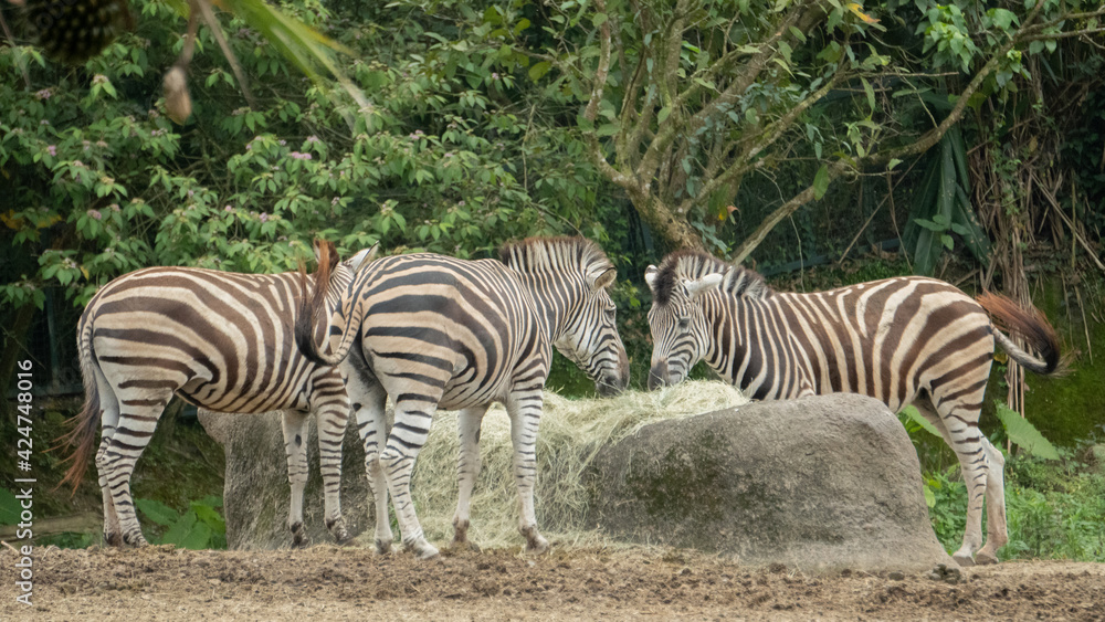 A group of zebras are eating hay A group of zebras are eating hay