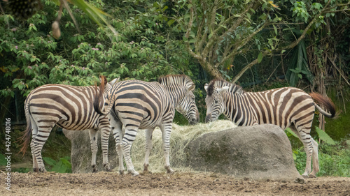 A group of zebras are eating hay