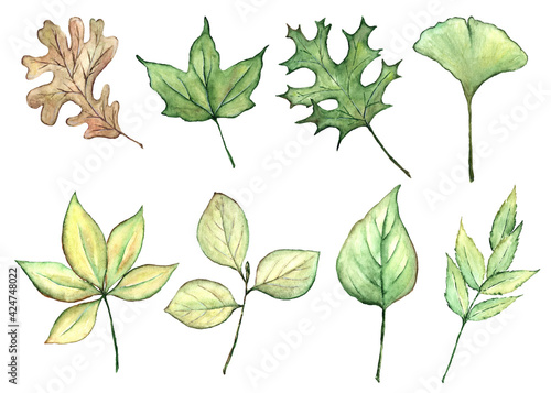 Hand drawn watercolor set of branches with green leaves. Watercolor botanical illustration isolated. Watercolor floral illustration set.