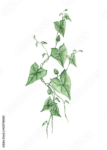Liana branch with leaves painted watercolor on white background