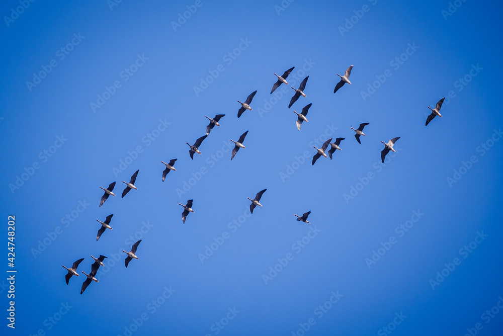 Selective focus photo. Flock of geese birds flying in the sky. Migratory birds. Selective focus photo. Flock of geese birds flying in the sky. Migratory birds.
