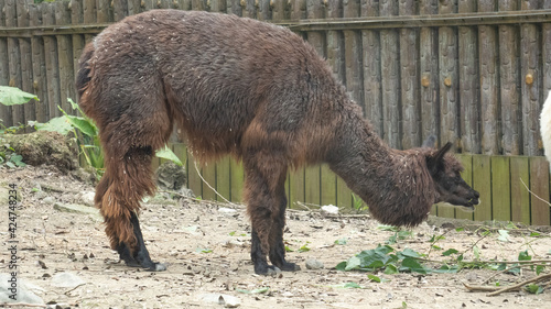 Cute brown alpaca is eating plants