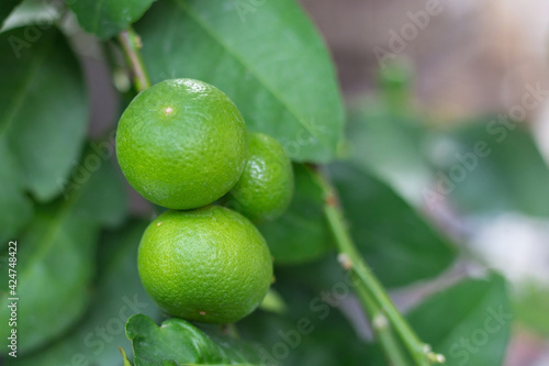 Close-up of green limes hanging from the branches and leaves on the lime tree. Blurred background