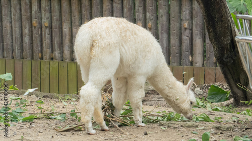 Cute white alpaca is eating plants © 崇維 黃