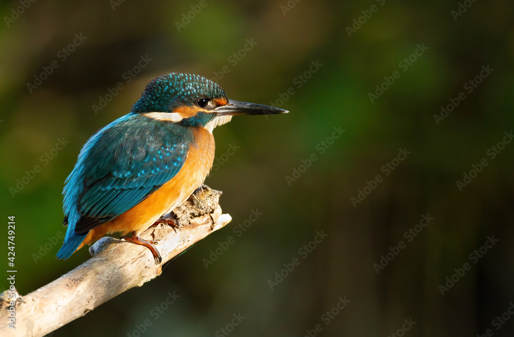 Сommon kingfisher, Alcedo atthis. The bird sits on a beautiful branch above the river waiting for a fish Сommon kingfisher, Alcedo atthis. The bird sits on a beautiful branch above the river waiting for a fish