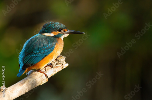 Сommon kingfisher, Alcedo atthis. The bird sits on a beautiful branch above the river waiting for a fish