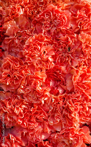 Pink blossoming carnation flowers wall background. Selective focus