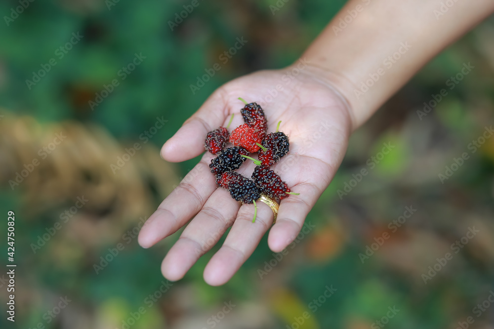 The fresh mulberry in the hands of the merchants picked from the colorful trees to eat the fruit, adding freshness and many benefits. Has medicinal properties The fresh mulberry in the hands of the merchants picked from the colorful trees to eat the fruit, adding freshness and many benefits. Has medicinal properties