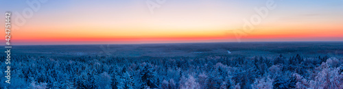 winter forest and sunset. colorful panoramic view