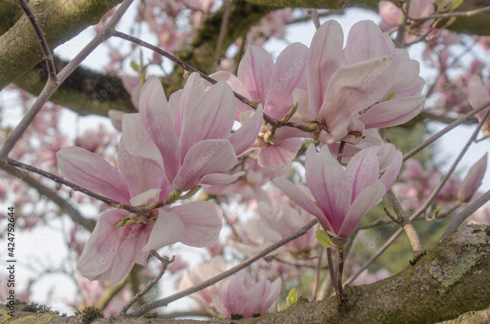 Im April haben je nach Witterung die Magnolien ihren großen Auftritt im Park und verbreiten dann einen Hauch von Exotik und prachtvolle Blütenfülle. Im April haben je nach Witterung die Magnolien ihren großen Auftritt im Park und verbreiten dann einen Hauch von Exotik und prachtvolle Blütenfülle.