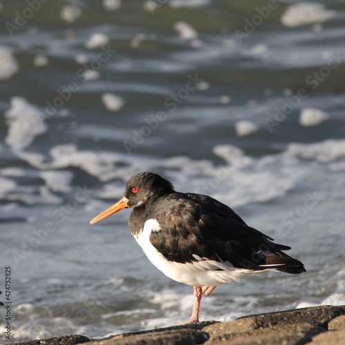 an oystercatcher sits at the seawall next to the westerschelde sea at the dutch coast in zeeland closeup