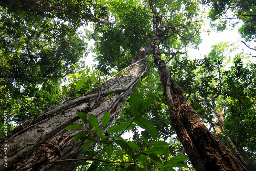 Obraz premium Twisted tropical tree roots in rain forest