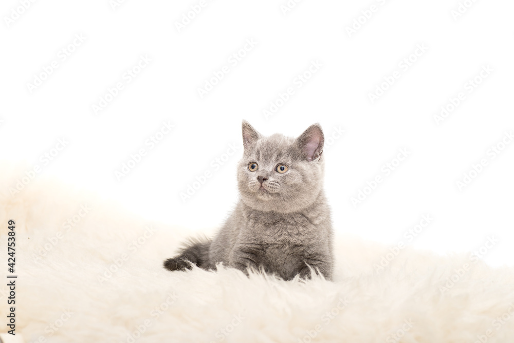 Fototapeta premium Adorable british little kitten posing
