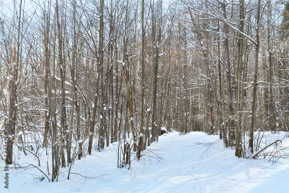 Winter scene. Young leafy forest covered by snow. Sunny winter day in forest. Winter background.