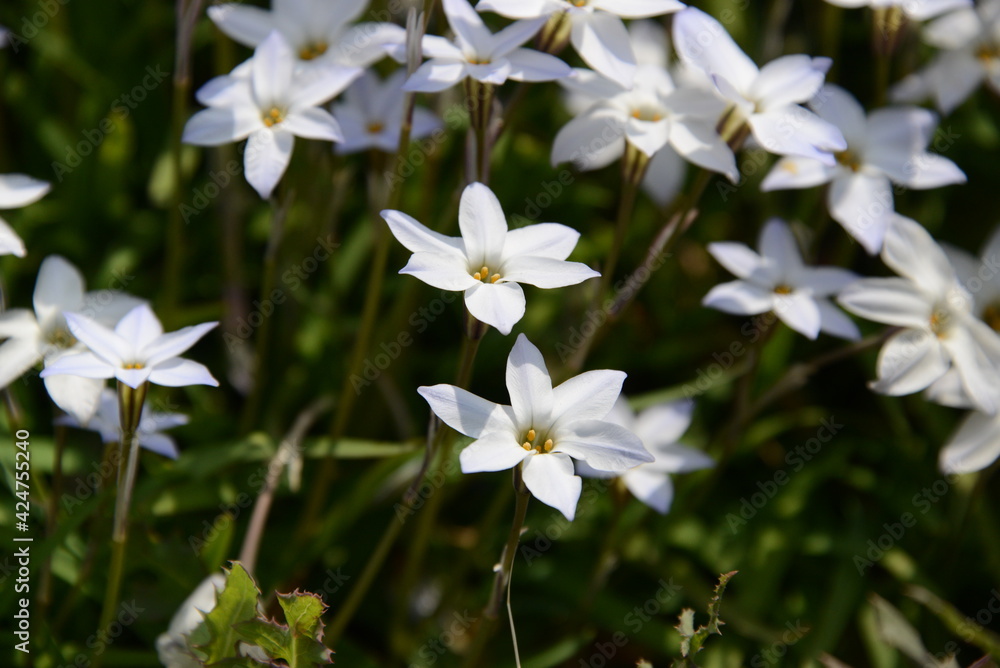 Fototapeta premium 春の日差しを浴びて美しく咲くハナニラ