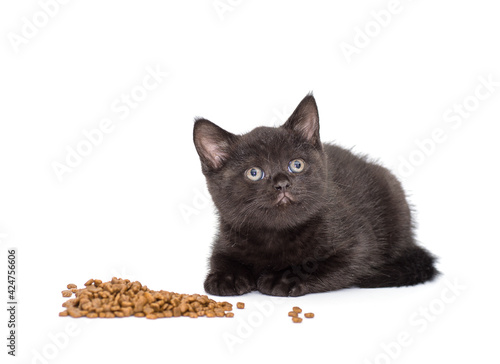 Adorable british little kitten eating © Yury