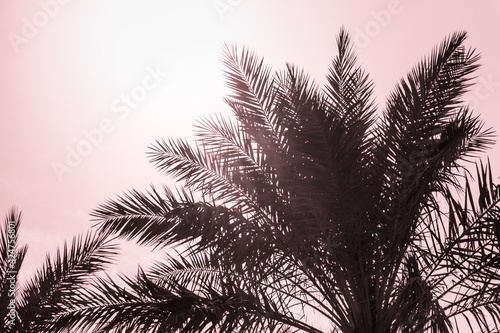 Tropical tourism paradise palms in sunny summer sun red sky. Sun light shines through leaves of palm. Beautiful wanderlust travel journey symbol for vacation trip to southern holiday dream island
