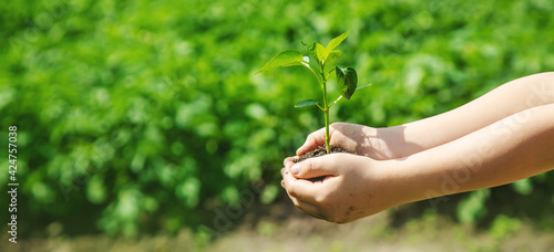Fotografie A child with seedlings in his hands in the garden