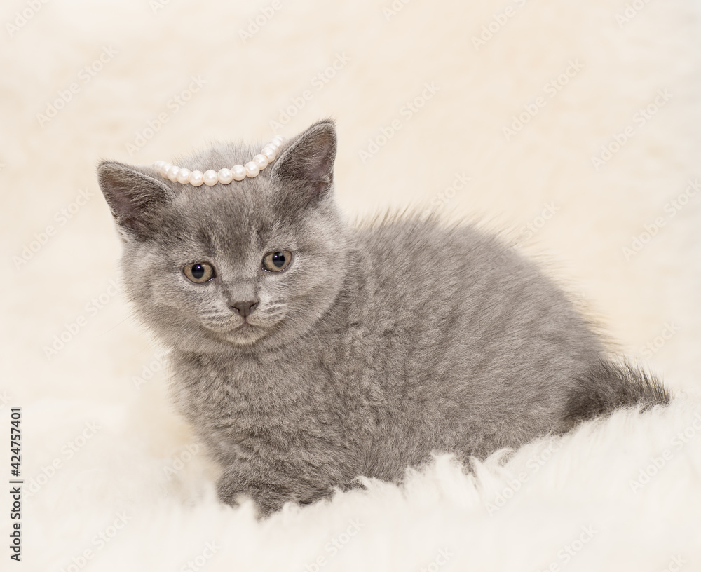 Adorable british little kitten posing on wool