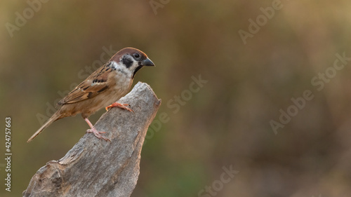 Male Eurasian Tree Sparrow perching on a tree stump