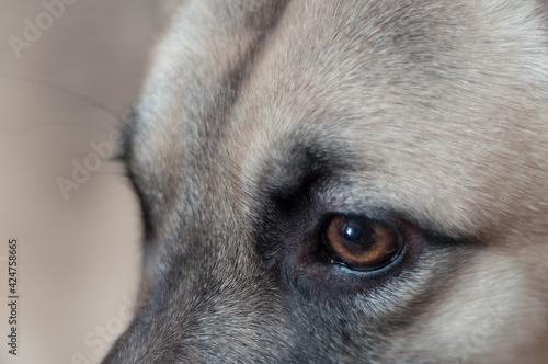 Sad betrayed dog eye © Евгений Дорганев