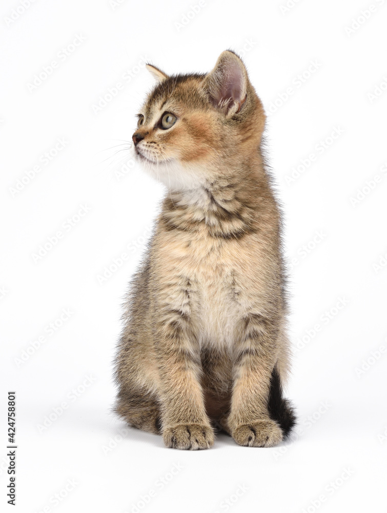 Kitten golden ticked Scottish chinchilla straight sits on a white background. Cat looking