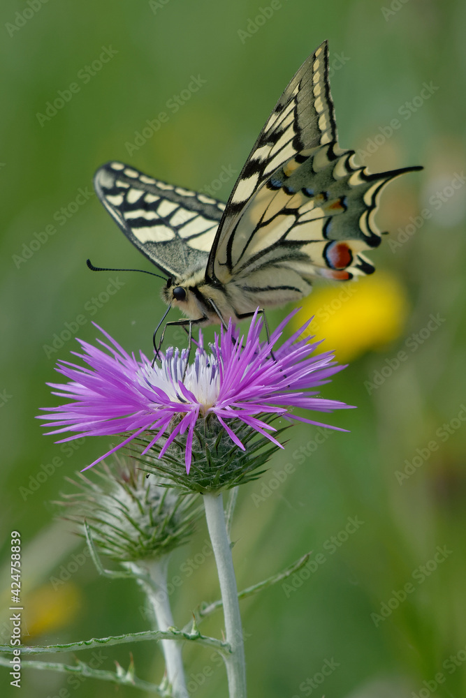 Old World swallowtail or Common yellow swallowtail (Papilio machaon) Old World swallowtail or Common yellow swallowtail (Papilio machaon)