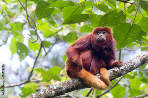 Red Howler Monkey, (Alouatta seniculus), male, sitting in a tree, Otún Quimbaya Natural Park, Colombia.