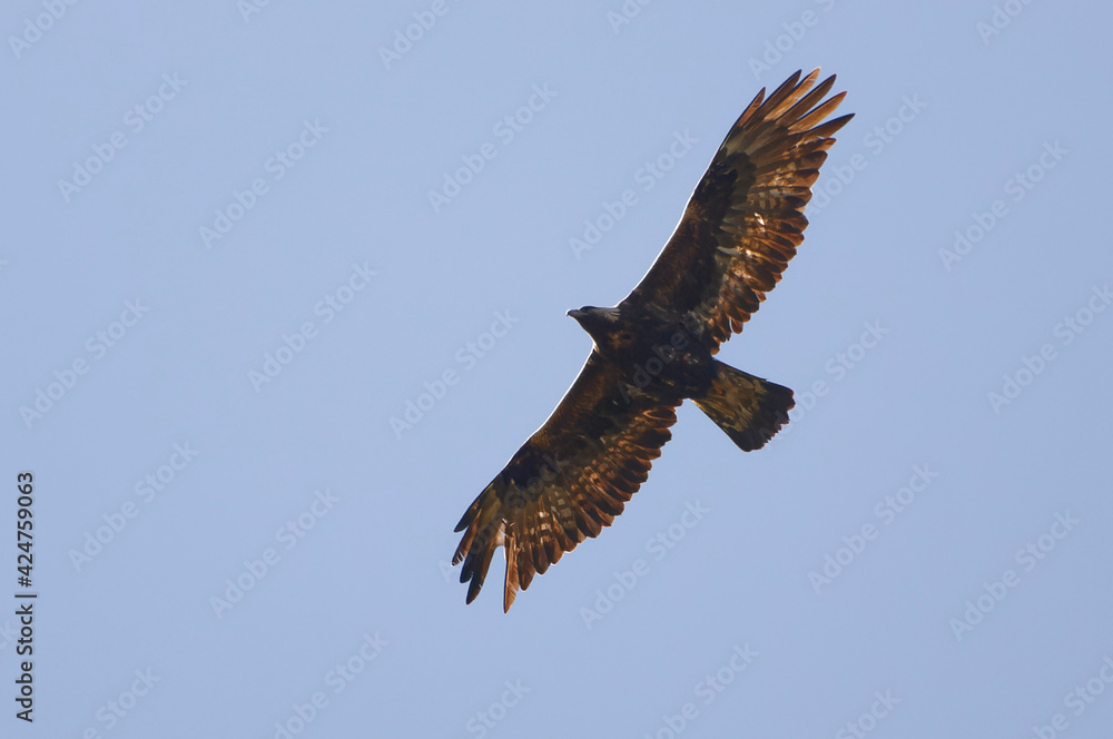 Golden Eagle (Aquila chrysaetos) in Pyrenean Mountains Golden Eagle (Aquila chrysaetos) in Pyrenean Mountains