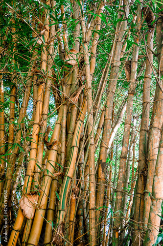 Group of bamboo trunks in the rainforest