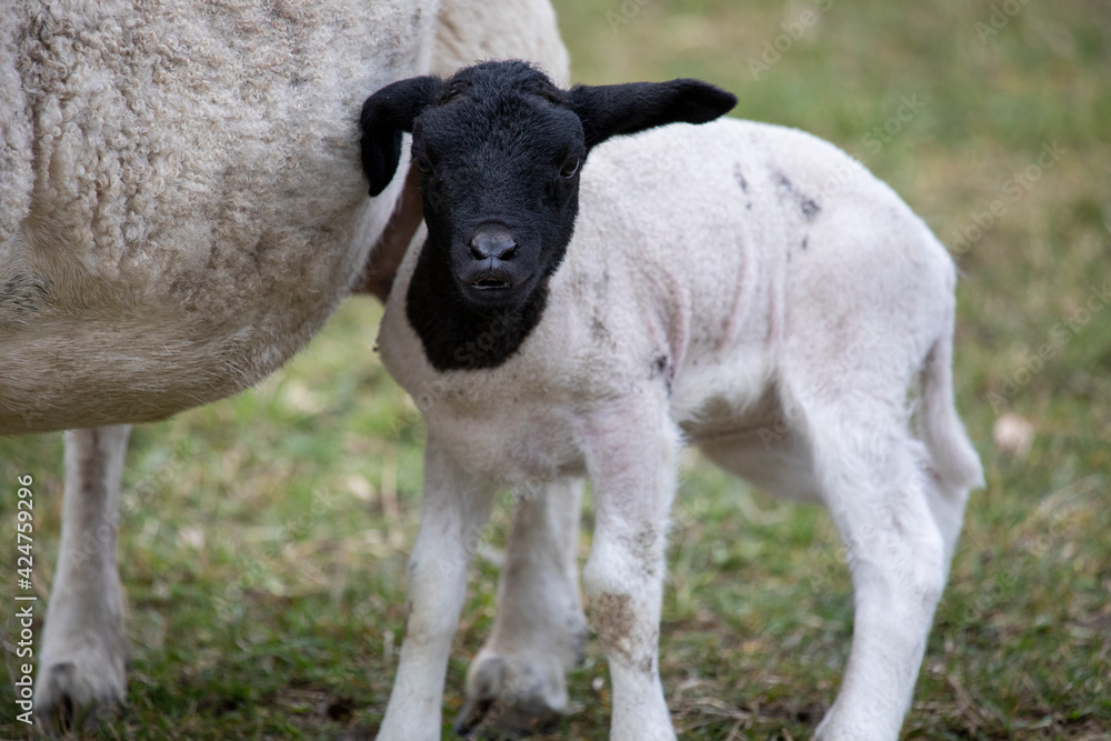 Obraz premium Lämmer mit Mutter Tier