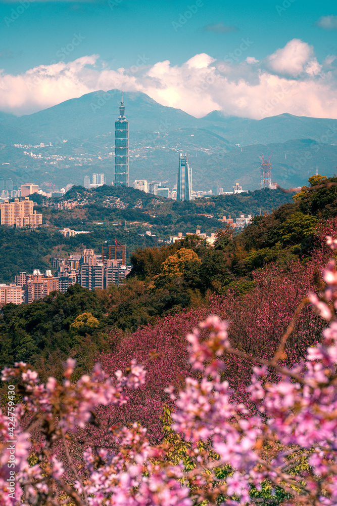 Sunrise landscape of beautiful cherry blossom with Taipei cityscape in spring, Taiwan