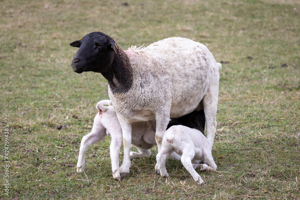 Obraz premium Lämmer mit Mutter Tier