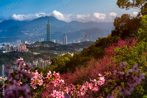 Sunrise landscape of beautiful cherry blossom with Taipei cityscape in spring, Taiwan © fenlio
